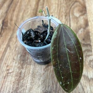 Hoya Hanhiae Pink, rooted with growth point